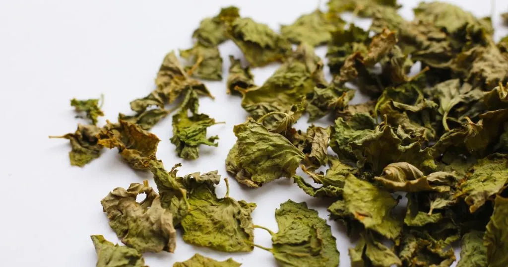 Gotu kola jako nootropik - zdjęcie poglądowe