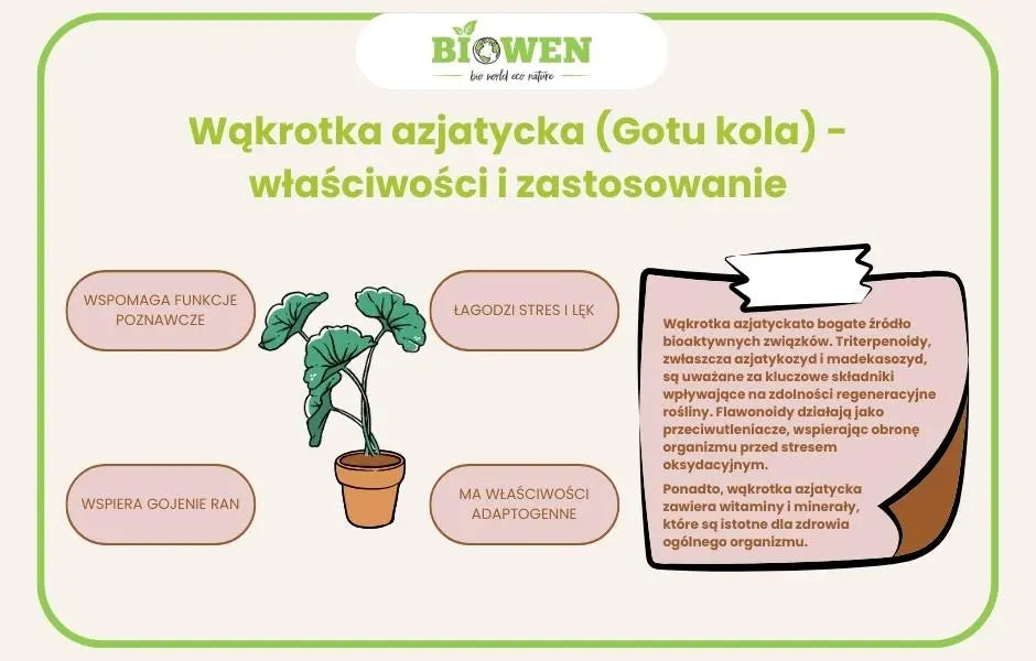 Wąkrotka azjatycka (Gotu kola) - właściwości i zastosowanie infografika