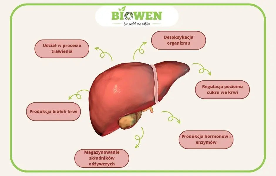 funkcje wątroby infografika