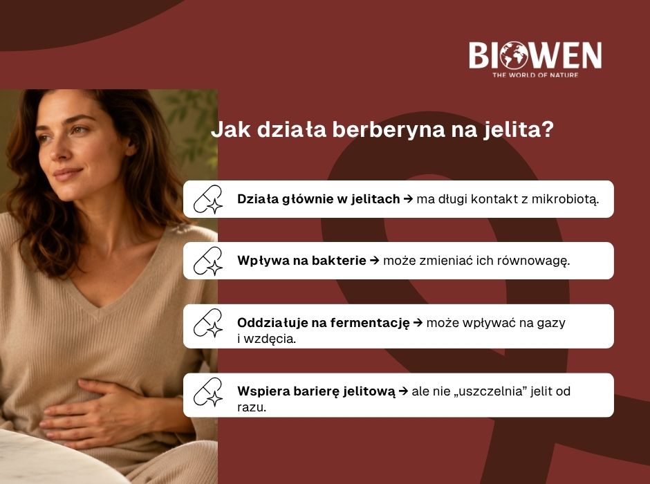 Jak berberyna działa na jelita? - infografika