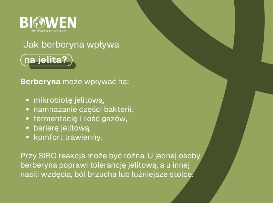 Jak berberyna wpływa na jelita? - infografika