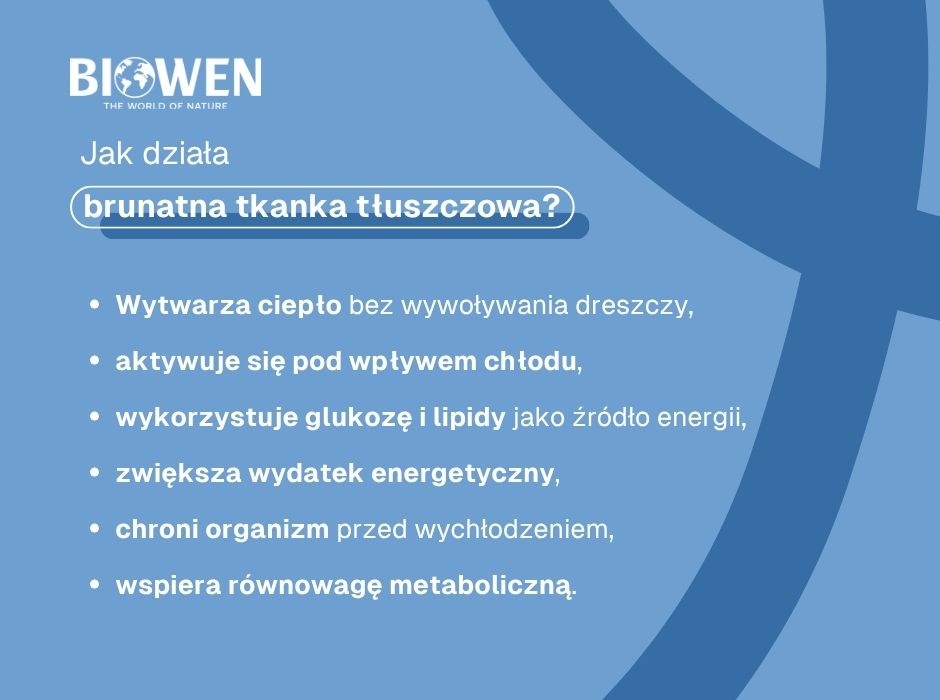 Jak działa brunatna tkanka tłuszczowa? - infografika