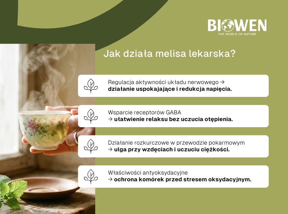 Jak działa melisa - infografika