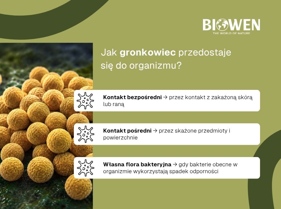 Jak gronkowiec przedostaje się do organizmu? - infografika