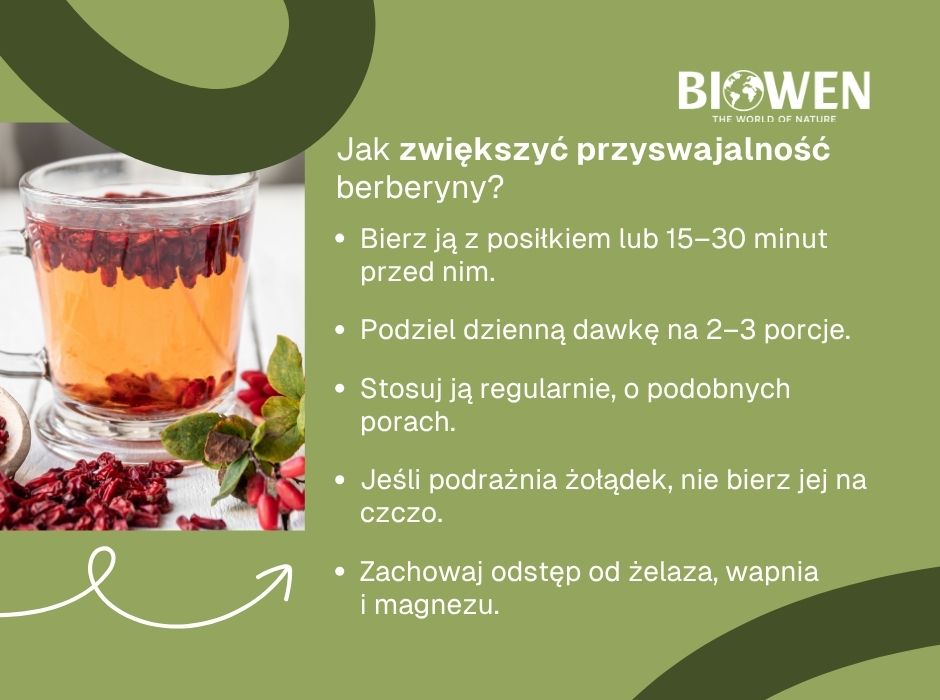 Jak zwiększyć przyswajalność berberyny? - infografika