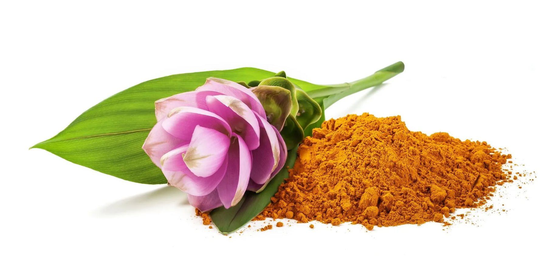 jak wygląda kurkuma (ostryż długi)