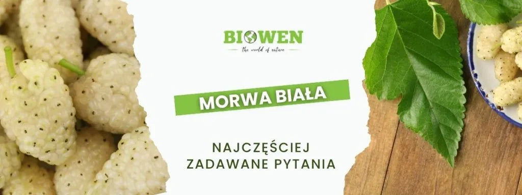 Morwa biała FAQ - obrazek poglądowy