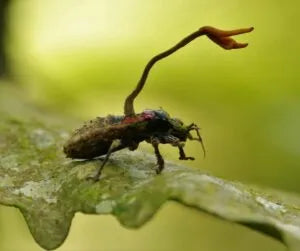 Owad zainfekowany przez cordyceps - zdjęcie poglądowe