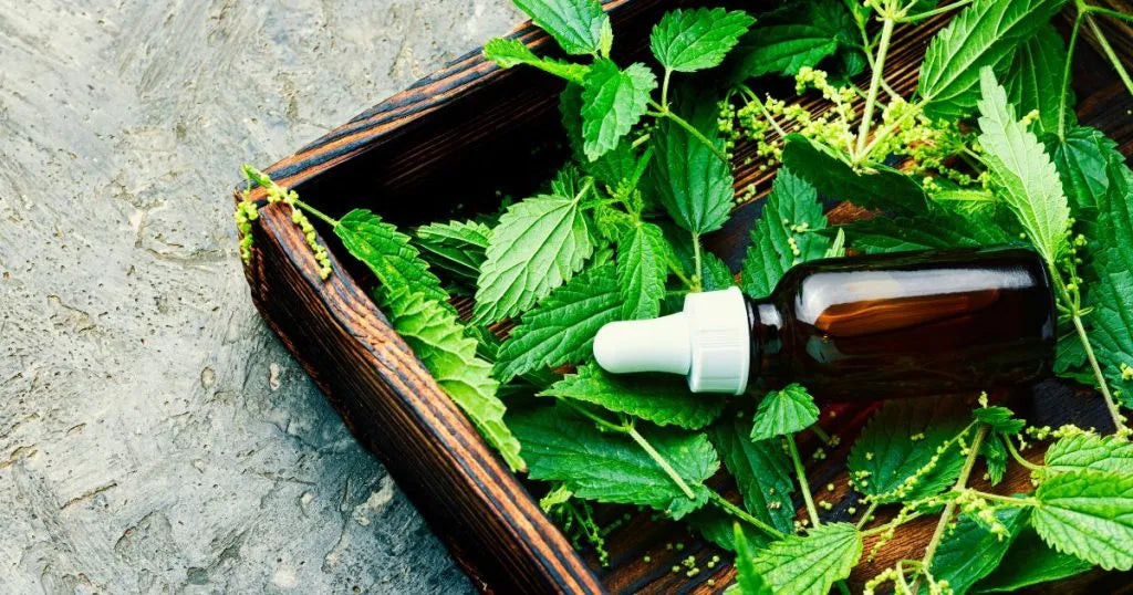 Pokrzywa - zdjęcie poglądowe