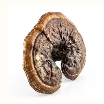 reishi grzyb chiński - zdjęcie poglądowe