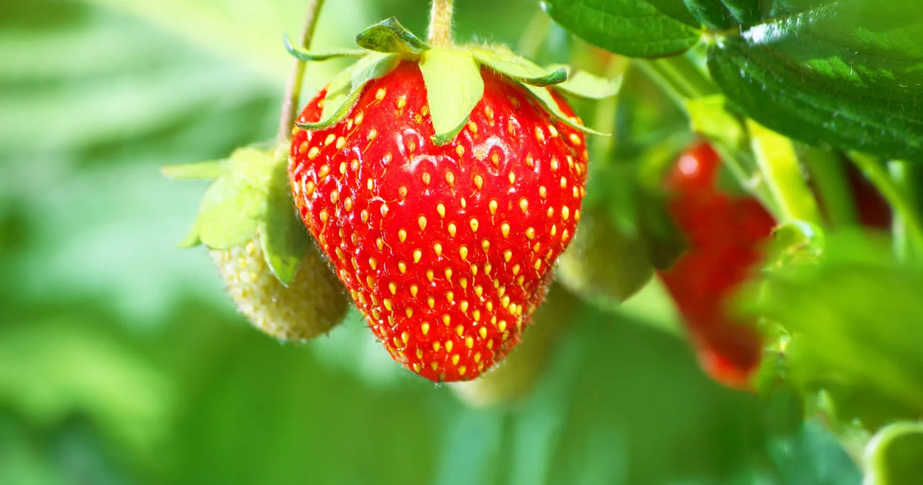 Dojrzała czerwona truskawka na krzaku w ogrodzie.