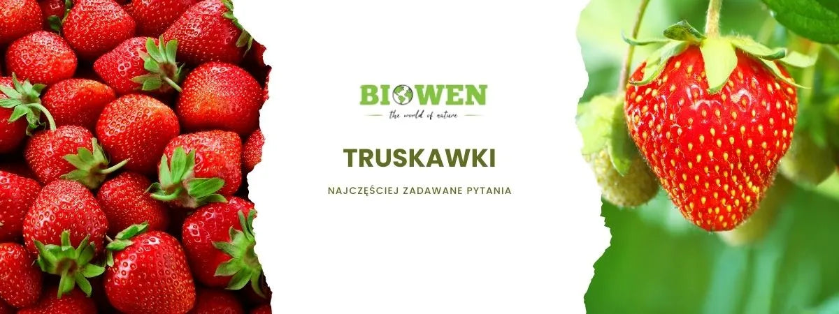 truskawki faq - najczęściej zadawane pytania