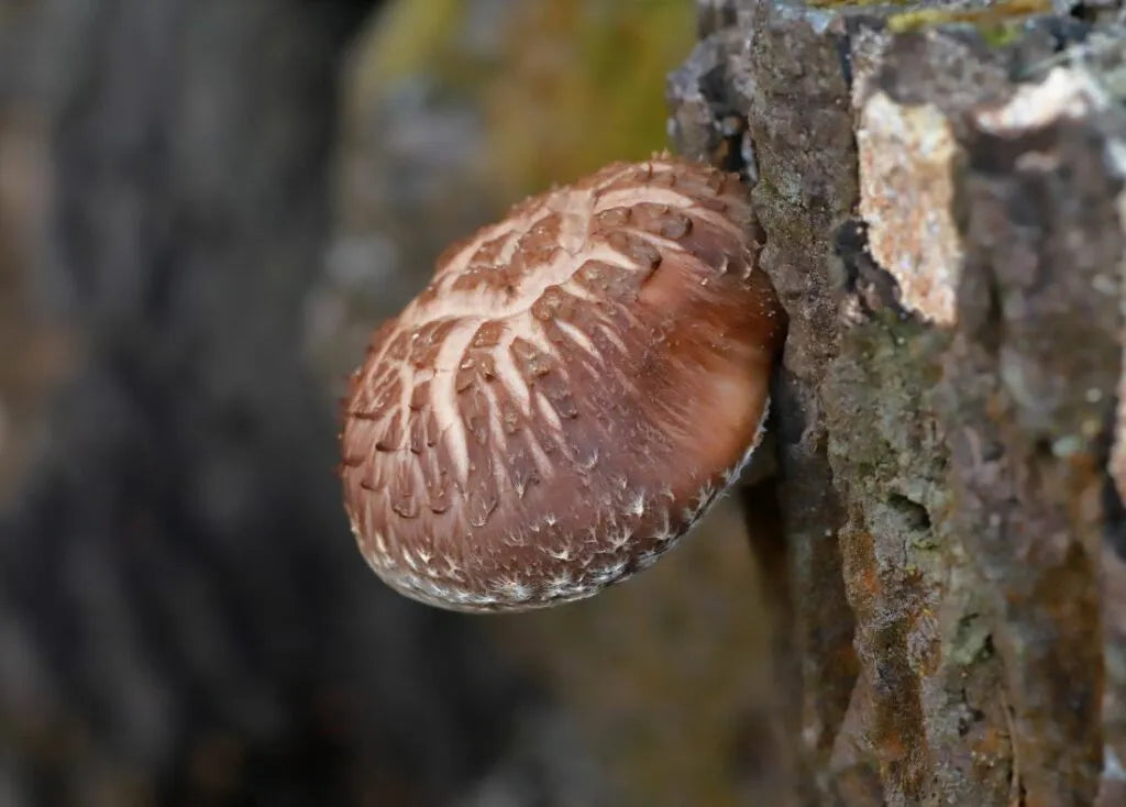 Shiitake (twardnik japoński) - zdjęcie poglądowe