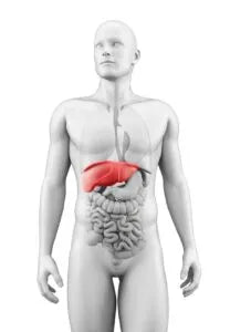 gdzie leży wątroba