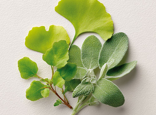 Liście miłorzębu, bakopy i szałwii ułożone razem na jasnej powierzchni - składniki BrainFuel Biowen