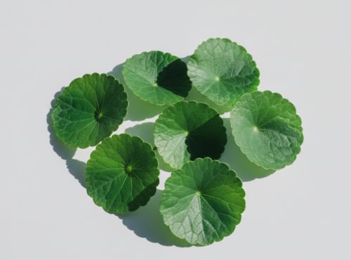 Świeże zielone liście wąkroty azjatyckiej Gotu Kola na białym tle