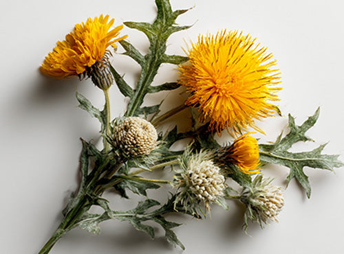 Gałązka ostropestu z żółtymi kwiatami i kolczystymi liśćmi na jasnym tle.