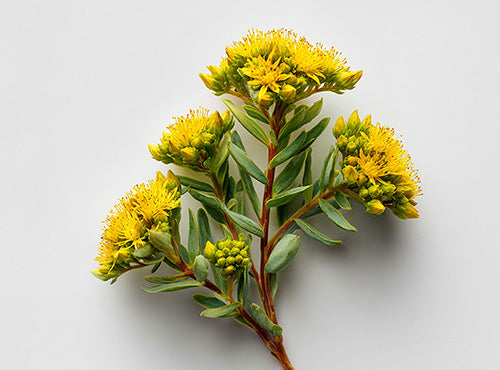 Gałązka różeńca górskiego z żółtymi kwiatami na jasnym tle.
