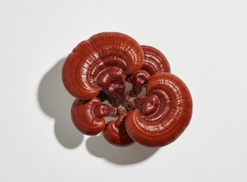 Grzyb Reishi o brunatnoczerwonym kolorze na białym tle