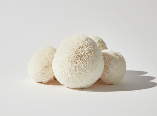 Naturalny grzyb soplówka jeżowata stosowany w suplementach Lion’s Mane Biowen 90 kapsułek