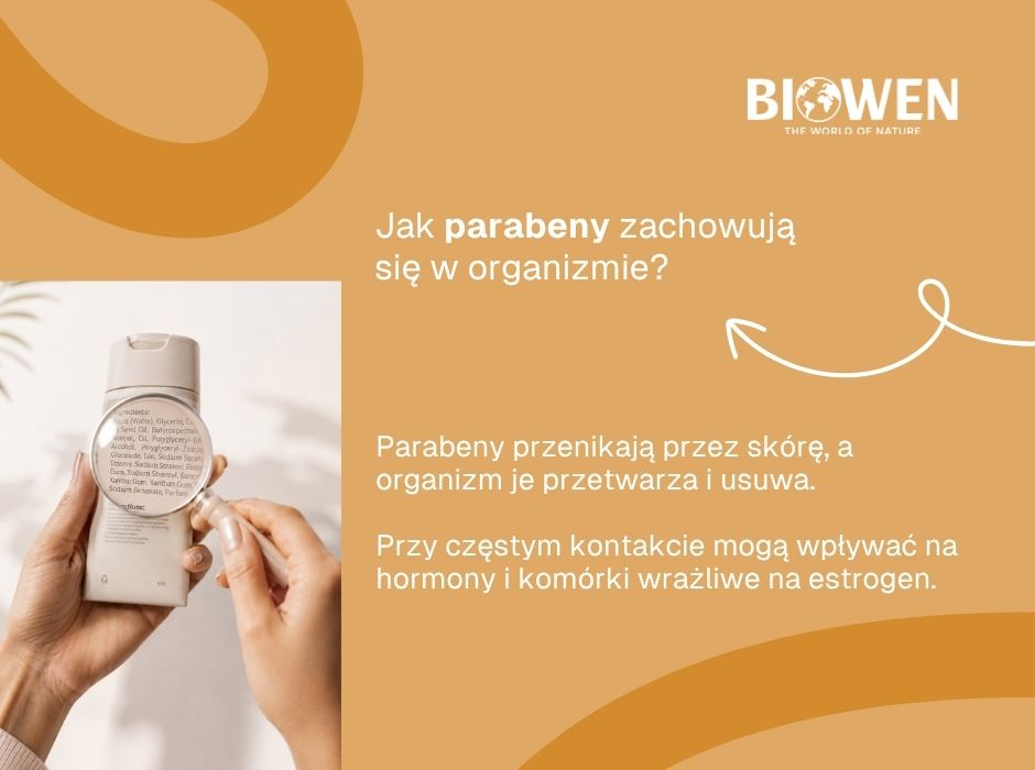 Jak parabeny zachowują się w organizmie? - infografika