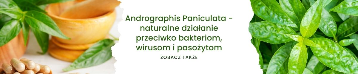 Andrographis Paniculata - naturalne działanie przeciwko bakteriom, wirusom i pasożytom - obrazek zobacz także 