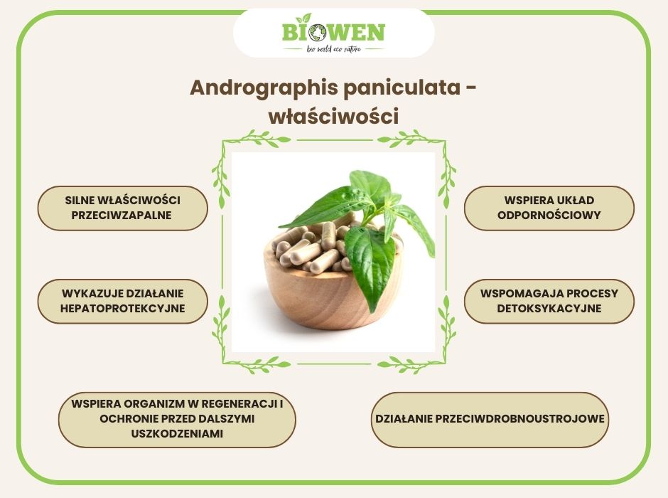 Andrographis paniculata - właściwości - infografika