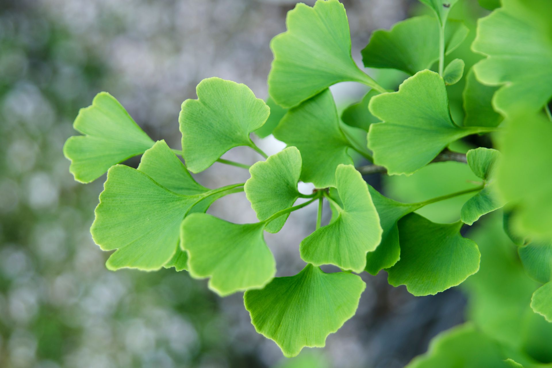 Ginkgo Biloba - zdjęcie