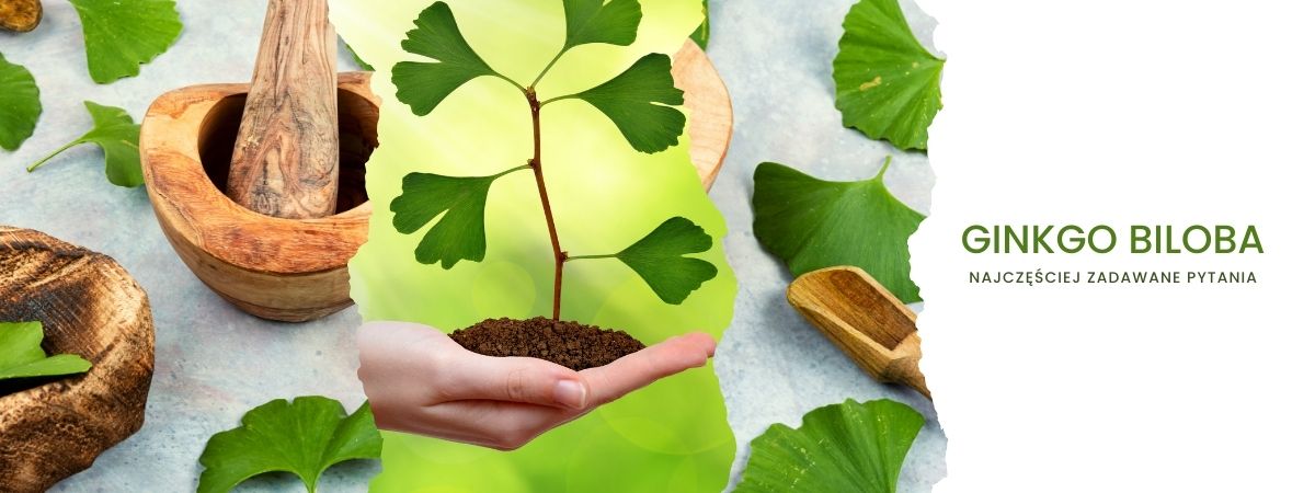 Ginkgo Biloba - obrazek najczęściej zadawane pytania