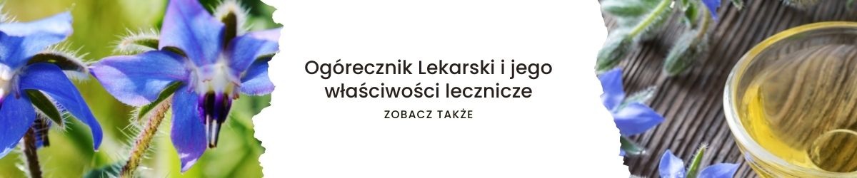 Ogórecznik Lekarski i jego właściwości lecznicze - obrazek zobacz także 