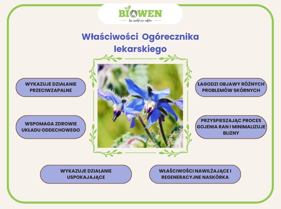 Właściwości Ogórecznika lekarskiego - infografika