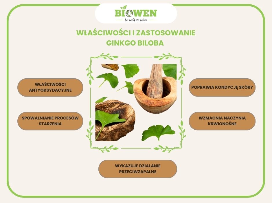 Właściwości i zastosowanie ginkgo biloba - infografika