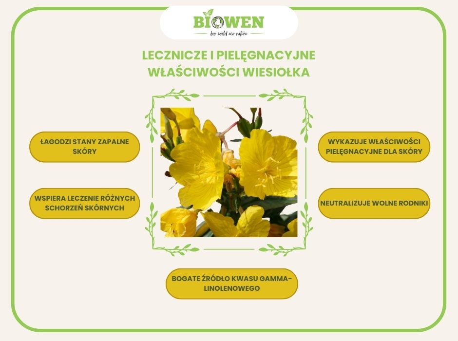 lecznicze i pielęgnacyjne właściwości wiesiołka - infografika