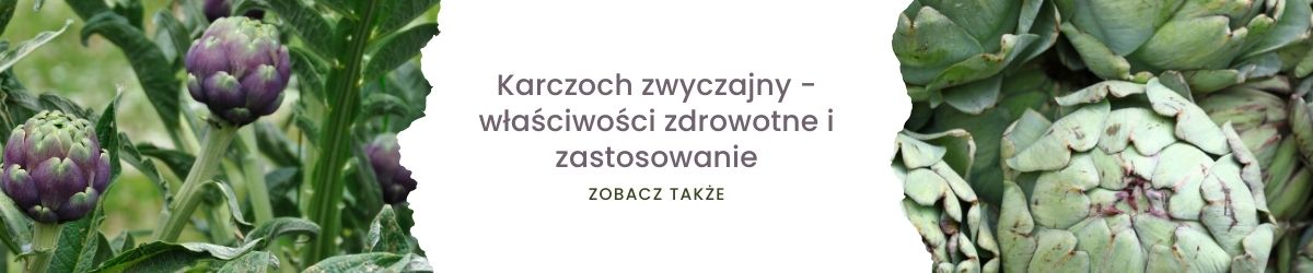 Karczoch zwyczajny - właściwości zdrowotne i zastosowanie- obrazek zobacz także 