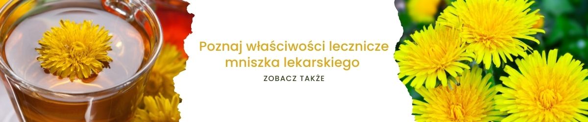 Poznaj właściwości lecznicze mniszka lekarskiego - obrazek zobacz także