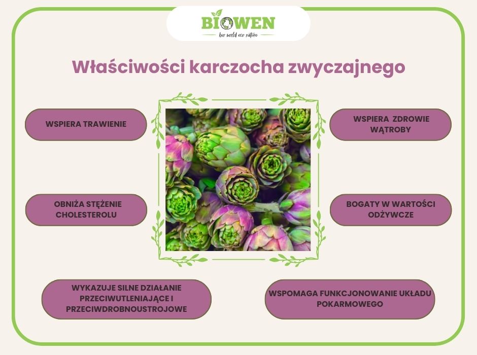 Właściwości karczocha zwyczajnego - infografika