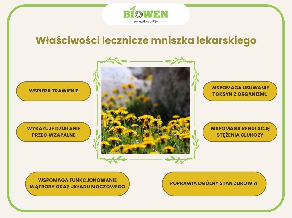 właściwości lecznicze mniszka lekarskiego - infografika