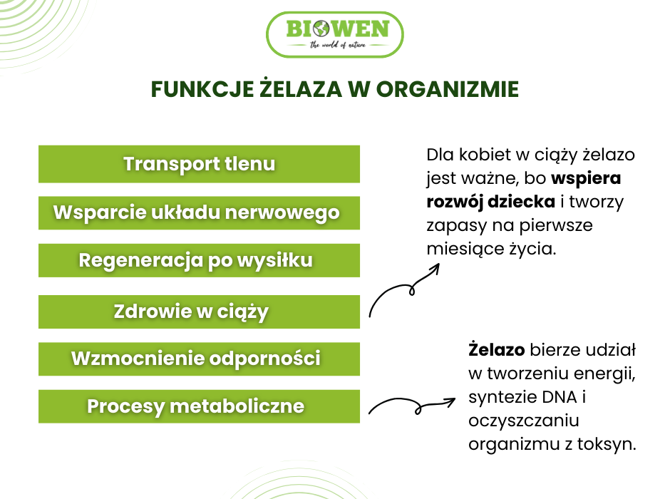 Funkcje żelaza w organizmie - infografika