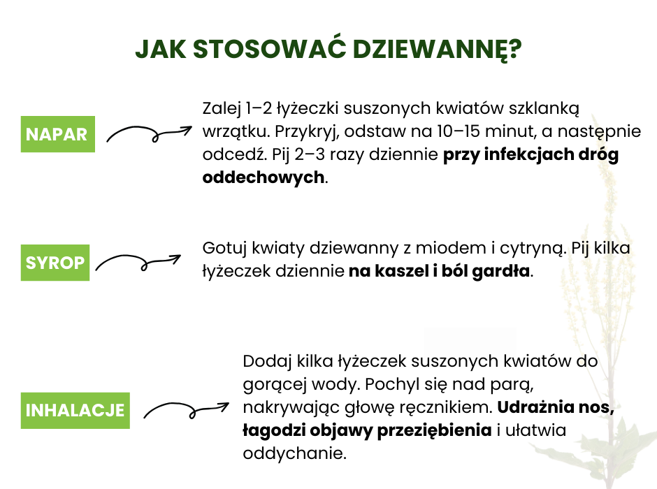 Jak stosować dziewannę? - infografika