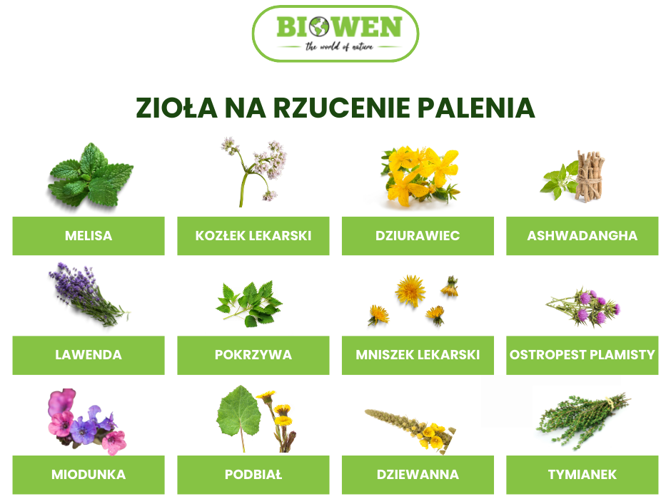 Zioła na rzucenie palenia - infografika