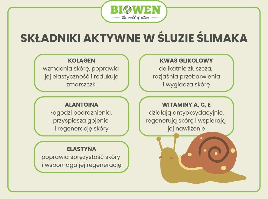 Składniki aktywne w śluzie ślimaka - infografika