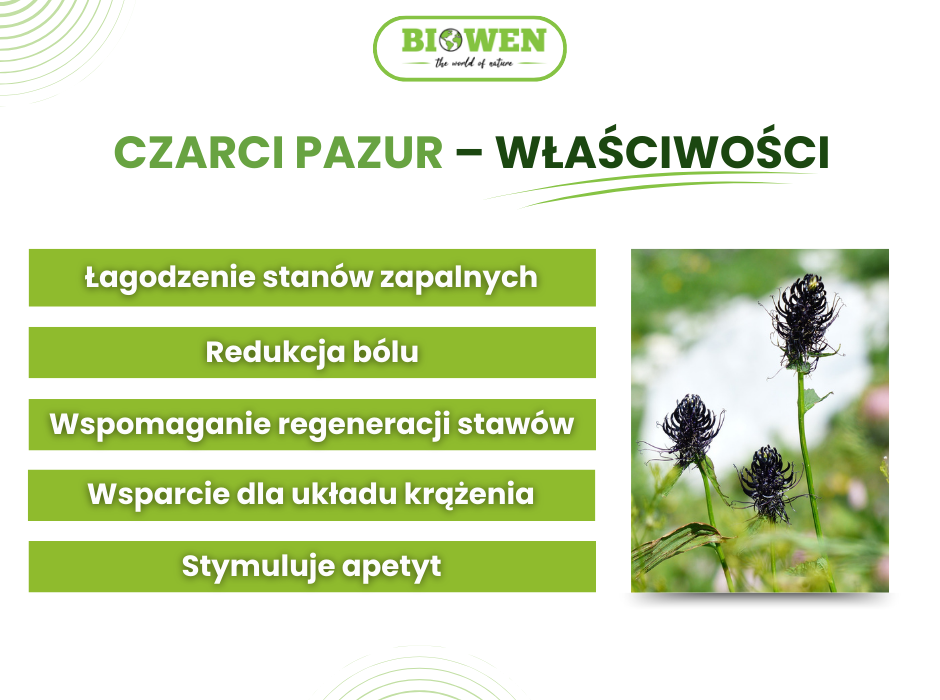 Czarci pazur właściwości - infografika