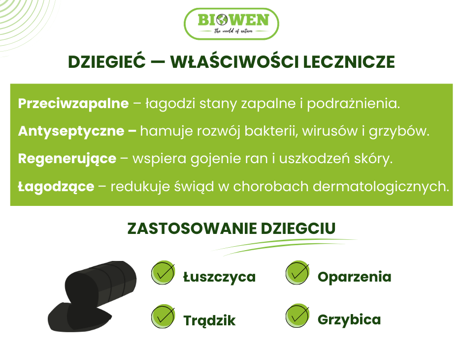 Dziegieć - właściwości lecznicze - infografika