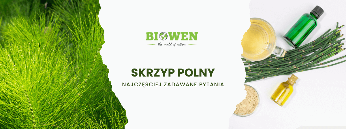 Skrzyp polny FAQ - obrazk poglądowy