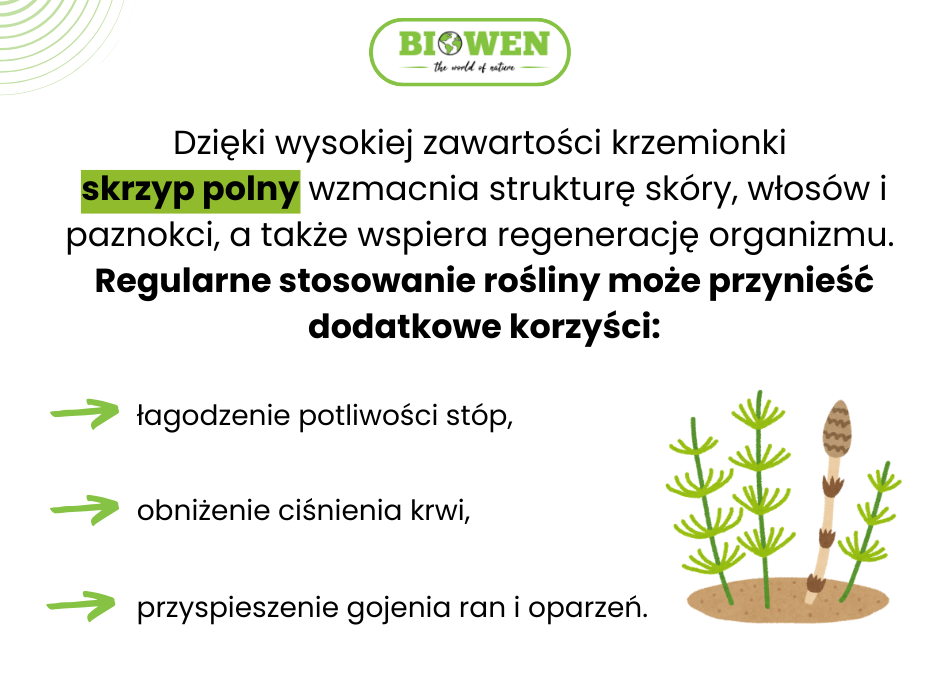 Skrzyp polny korzyści - infografika