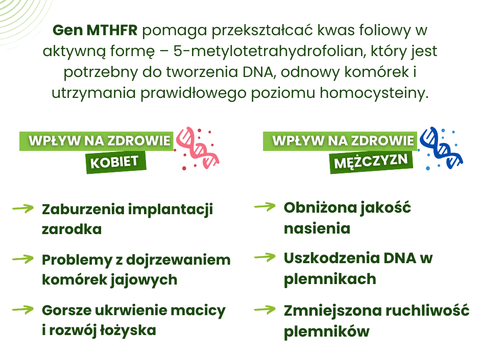 Mutacja genu MTHFR a płodność - infografika