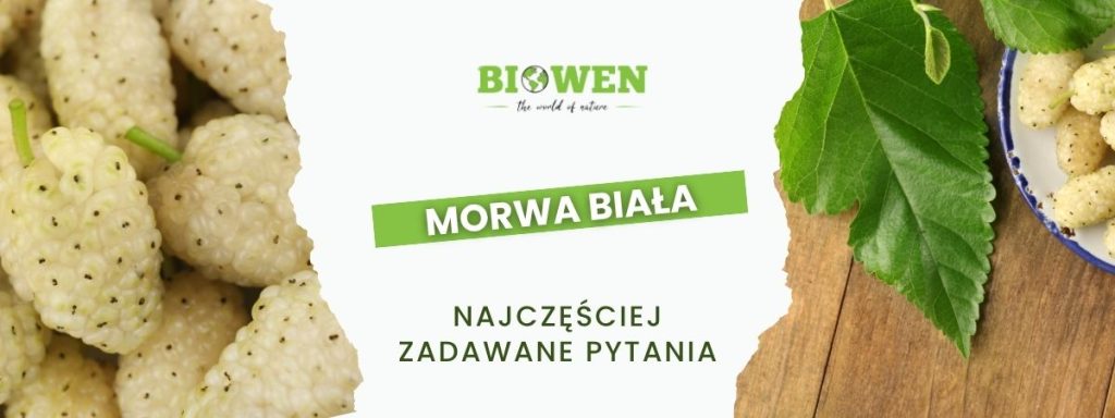 Morwa biała FAQ - obrazek poglądowy