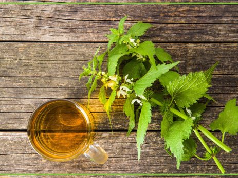 Pokrzywa – naturalny sposób na poprawę zdrowia - obrazek wyróżniający